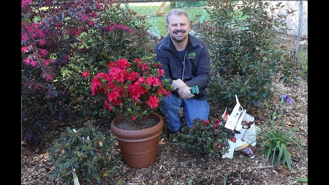 How to Fertilize Your Encore Azaleas