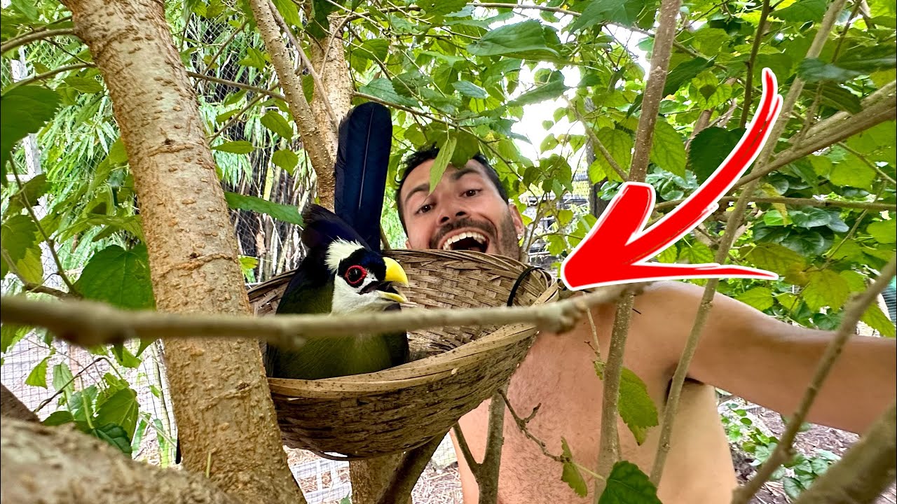 My DREAM BIRD Had A BABY In The AVIARY!!