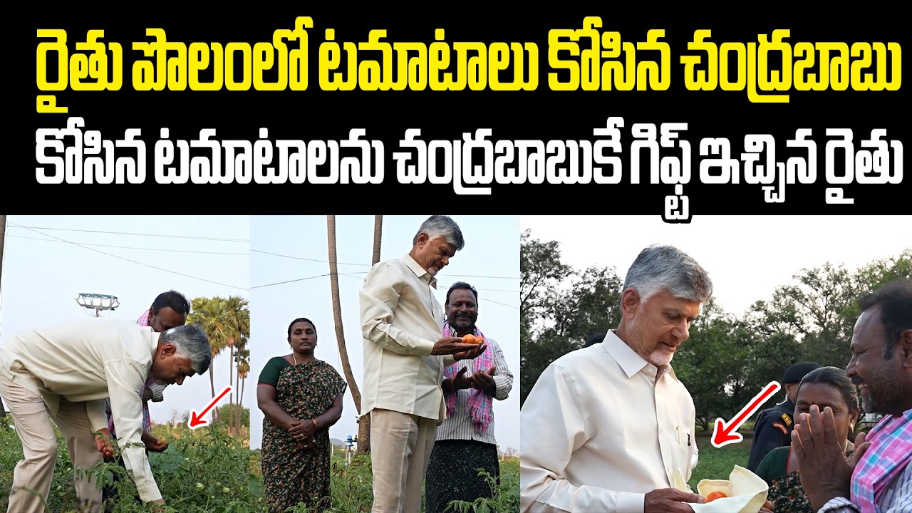 Farmer Gifting Tomatoes To Chandrababu రైతు పొలంలో టమాటాలు కోసిన సీఎం చంద్రబాబు Cm Tomatoes Harvest