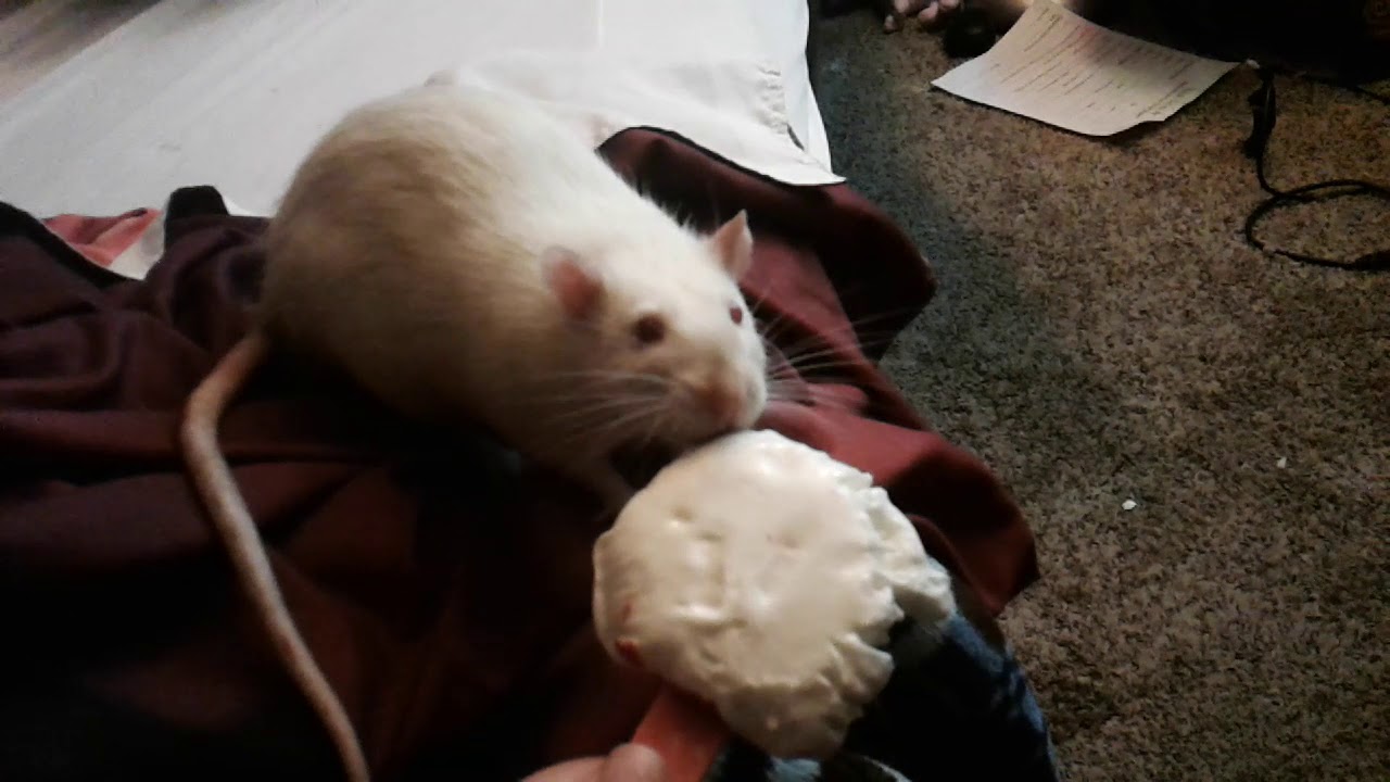 Rats try dairy queen ice cream
