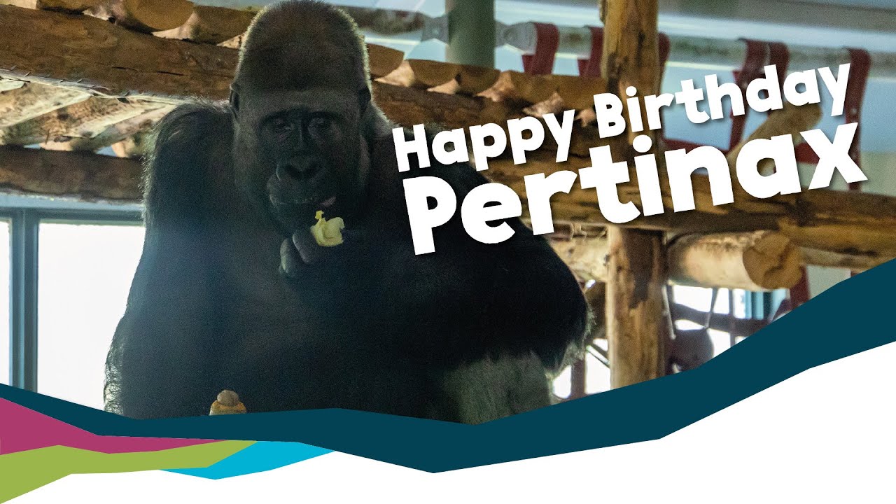 Celebrating Pertinax's 41st Birthday