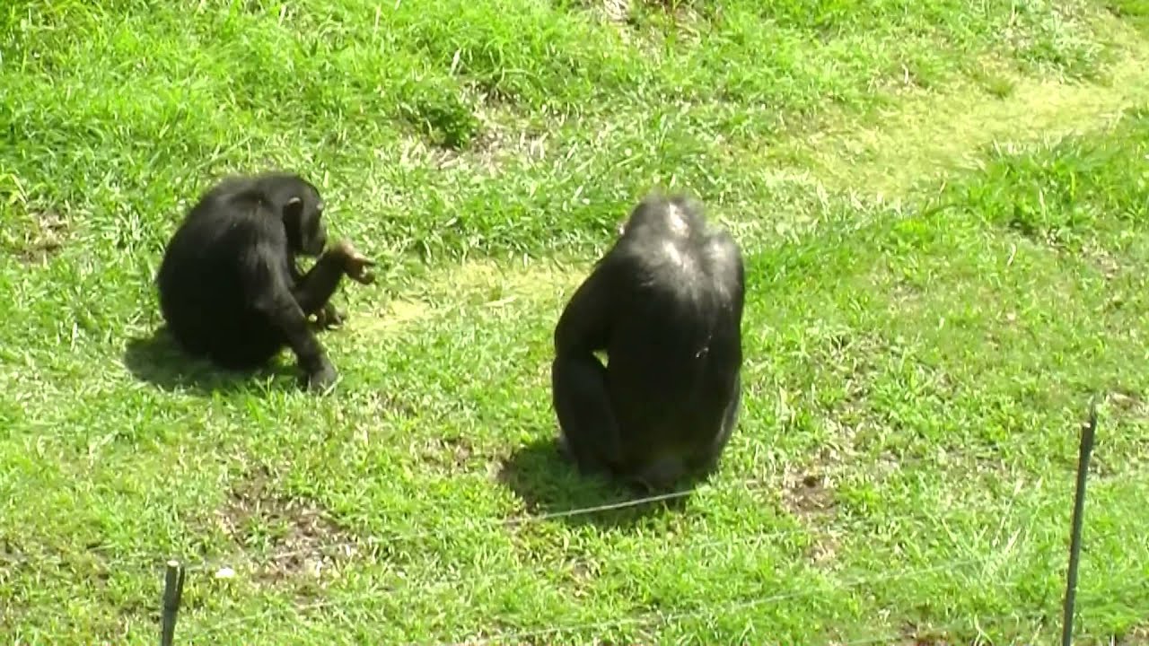 Chimpanzee Fight in the Oklahoma City Zoo