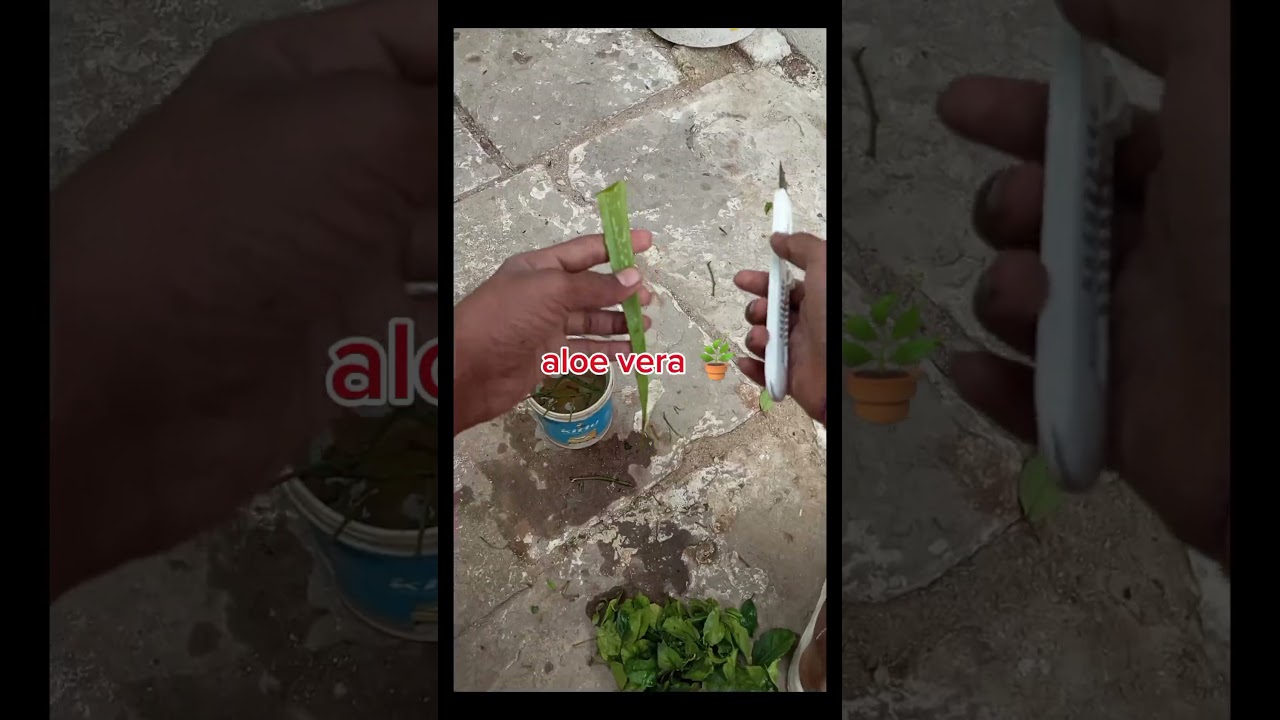 how to grow Rosecutting गुलाब की कलमें कैसे लगाय 