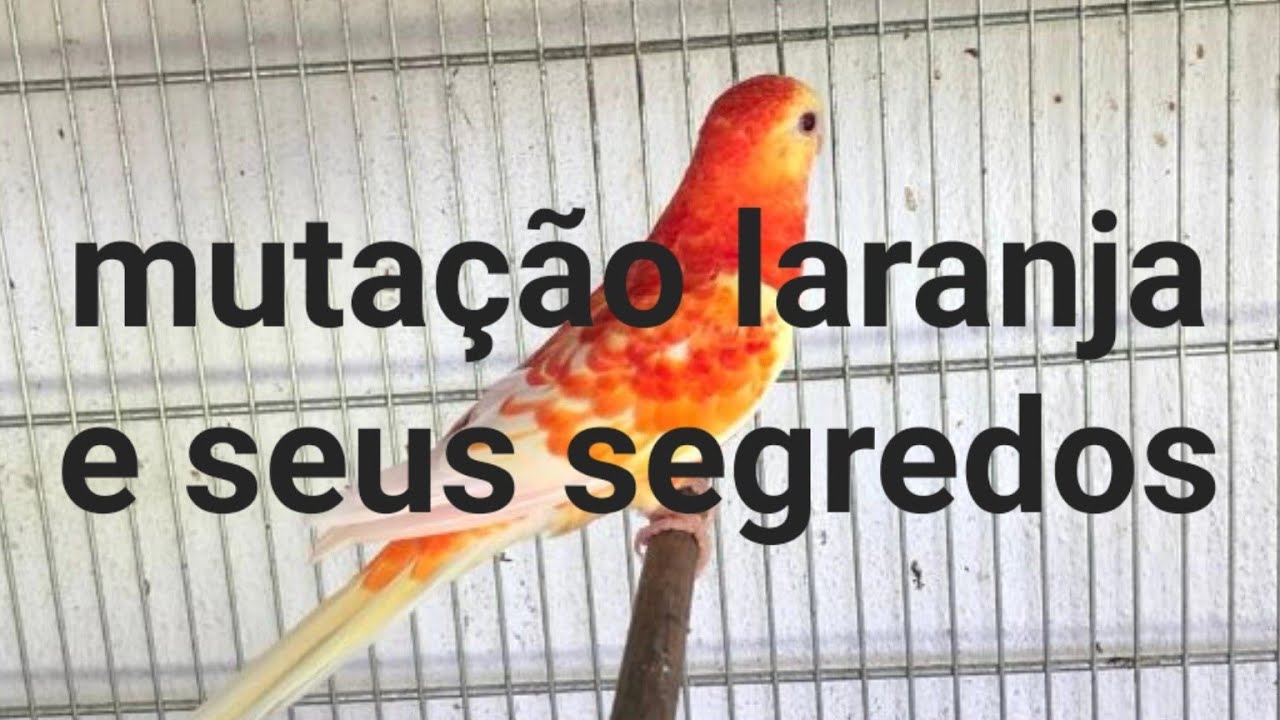 Red Rumped segredos da mutação laranja