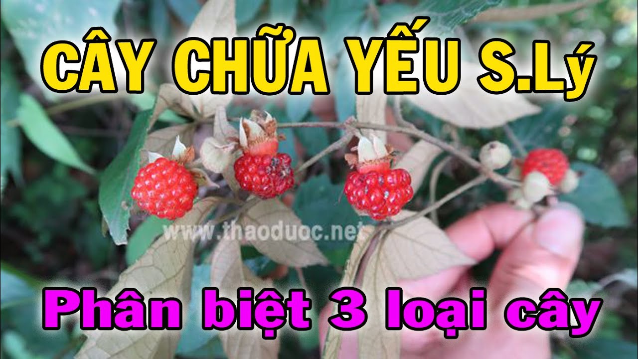Cây chữa Y-S-L, cách nhận biết 3 loại riêng biệt
