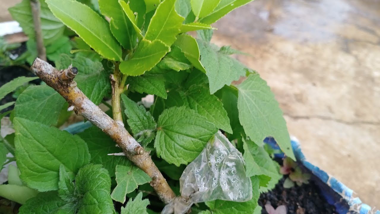 perawatan pasca sukses grafting jeruk Santang madu #jeruk #grafting #fruittree #orange #sambungjeruk