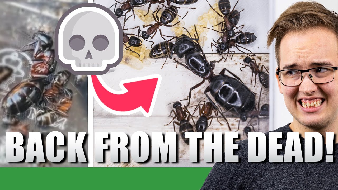 THEY CAME BACK TO LIFE?! | Camponotus Herculeanus Update #4 - Ant Holleufer