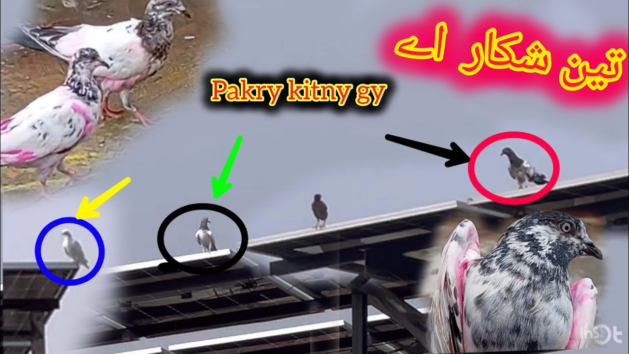 3 shikar pakr ny ki tari apni to aj 2 ghar bachy wapis ni ay😓 #kabootar #pigeon 