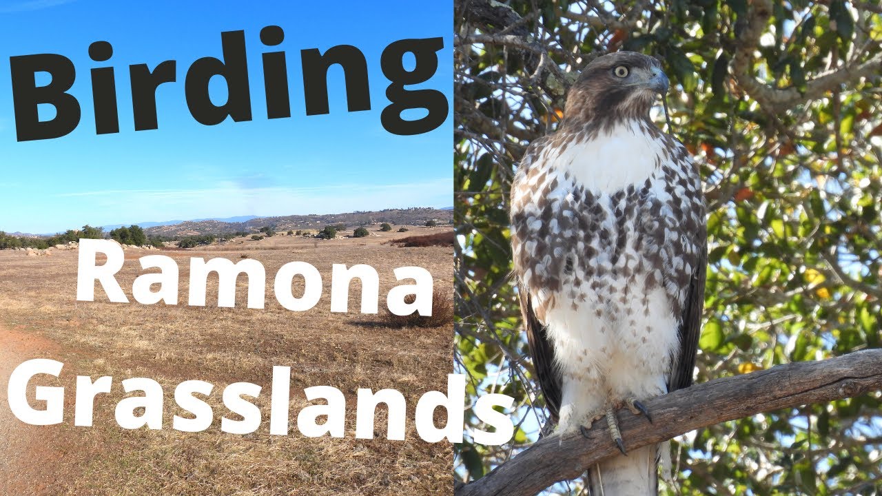Birding the Ramona Grasslands in Ramona, CA. January, 2021. 39 Bird Species Identified.