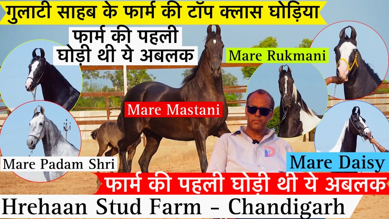 देखिए गुलाटी साहब के फार्म की टॉप क्लास घोड़िया देखकर दिल खुश हो जाएगा !