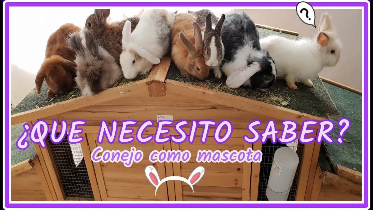 Cuidados Básicos del Conejo como Mascota // ¿QUE NECESITO SABER?