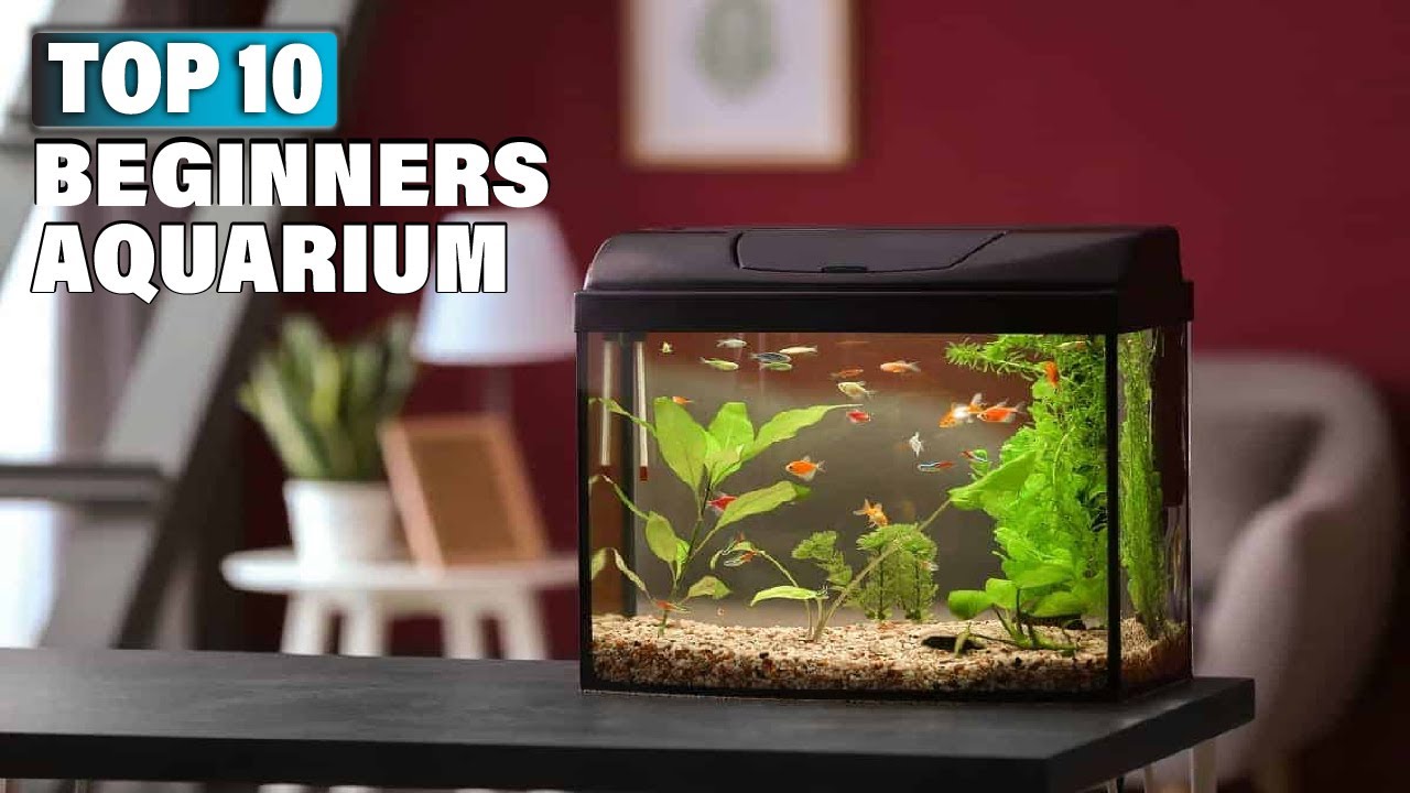 Best Aquarium for Beginners in 2025 (Top 10 Picks)