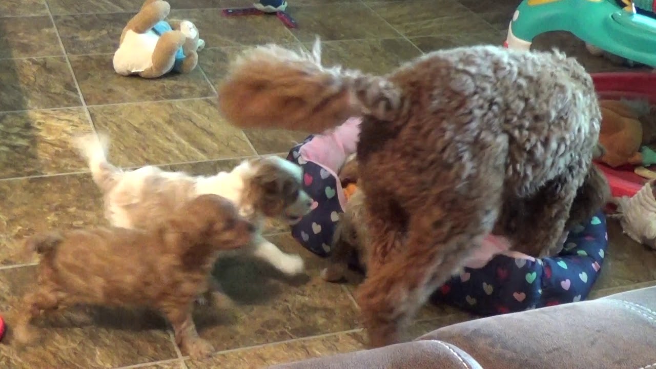 5 week old Cavapoo puppies www.KingdomDogs.com