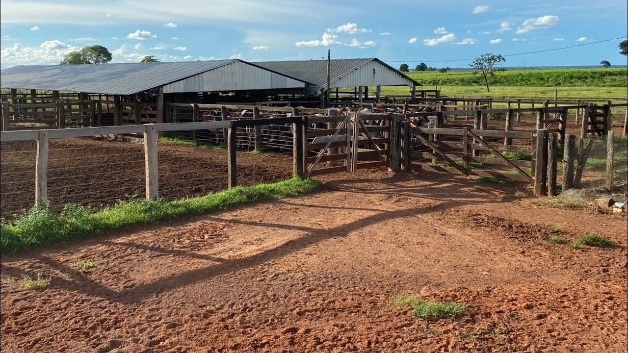 392 ALQUEIRES EM NOVA CRIXÁS - GO FAZENDA A VENDA EM GOIAS [🌱DUPLA APTIDÃO🐄] Zap 62.99972-2000 #agro