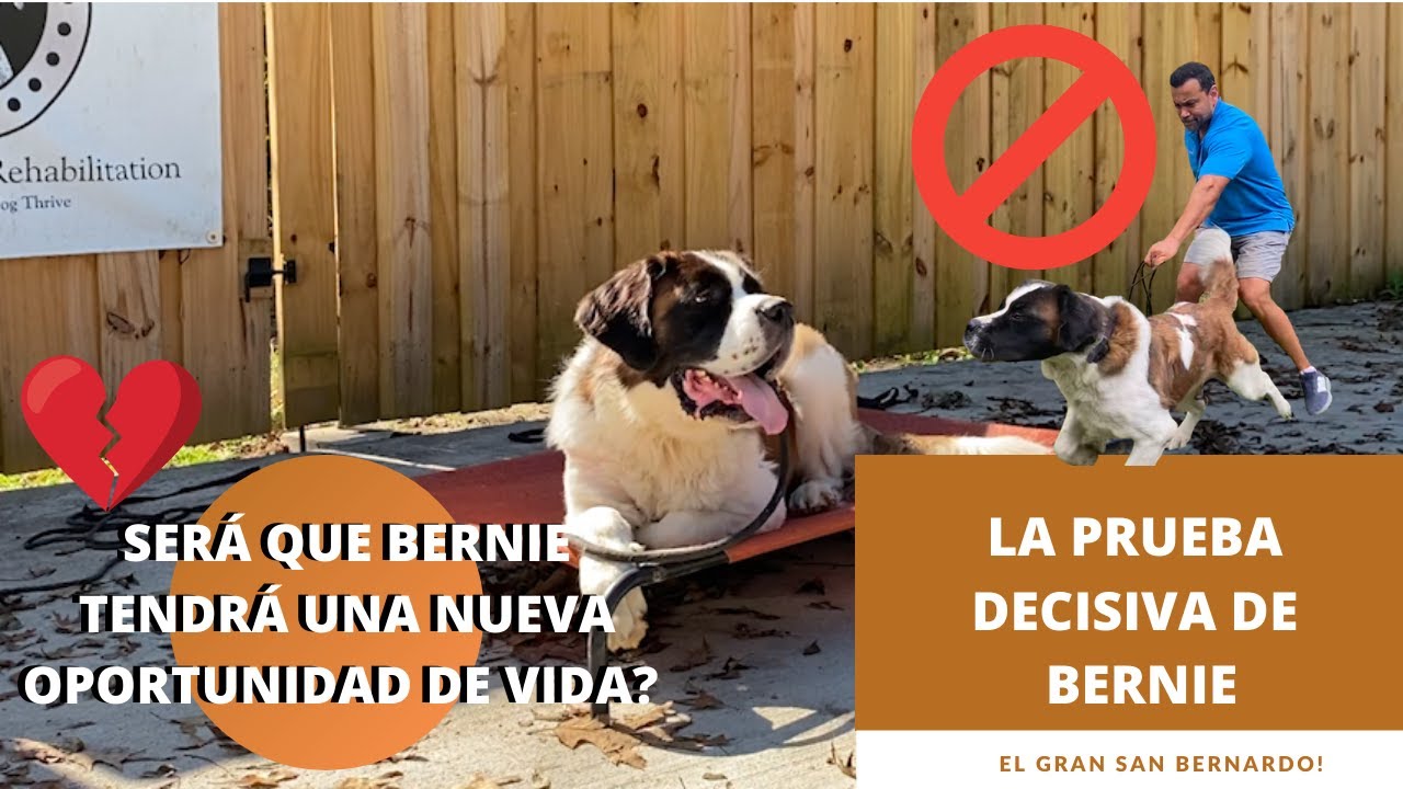 Gigantesco Perro San Bernardo Agresivo Estaba Destinado A Morir