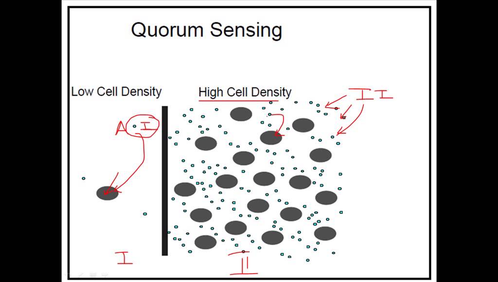 What is quorum sensing?
