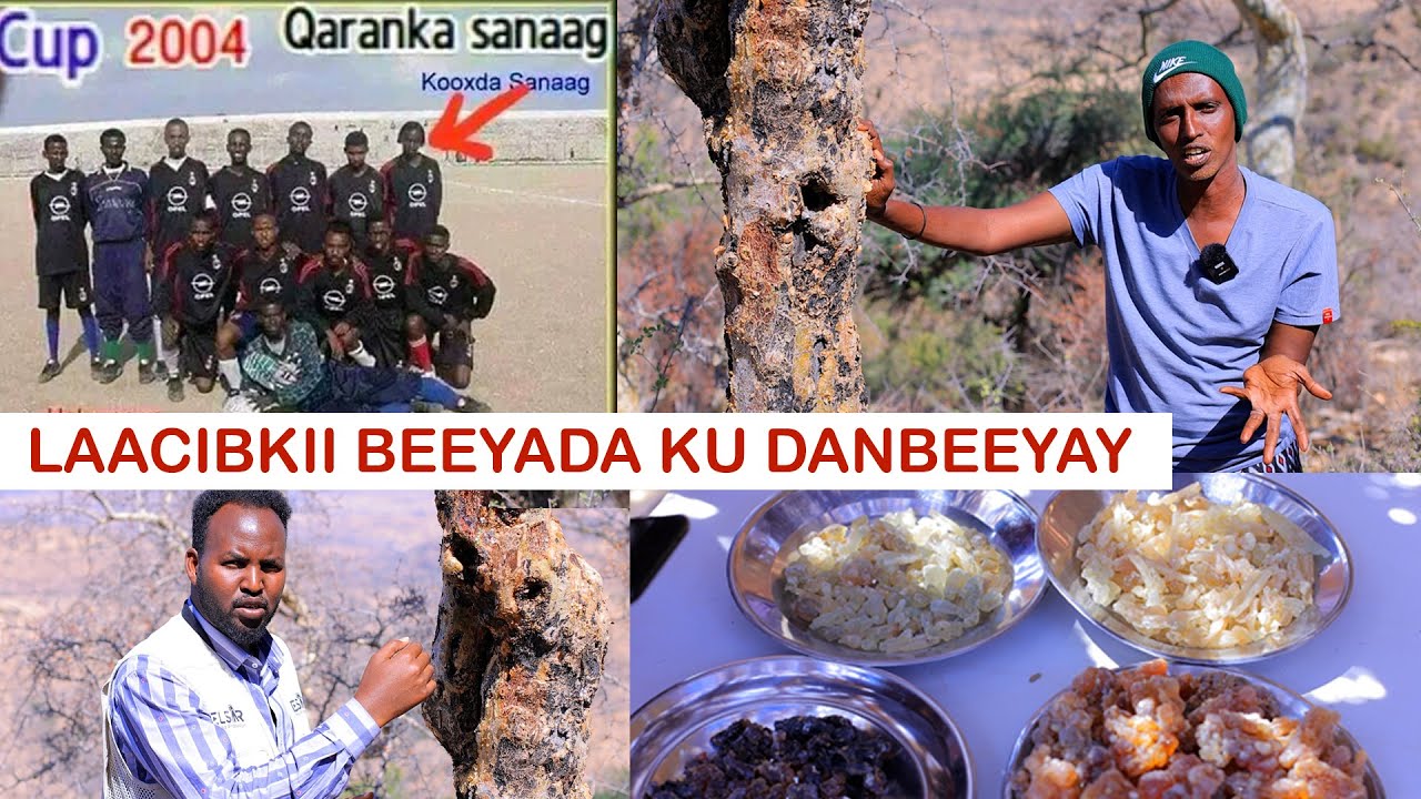 Waraysiga Siciid Westi Laacibkii Maalida Beeyada Ku Danbeeyay