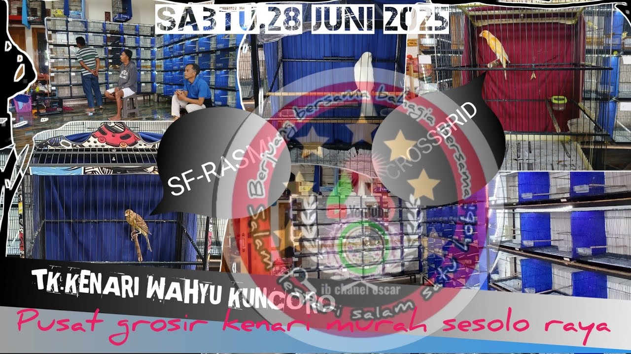 Liputan kenari di kuncoro,Pusat grosirnya kenari murah sesolo raya.#kenarihariini.