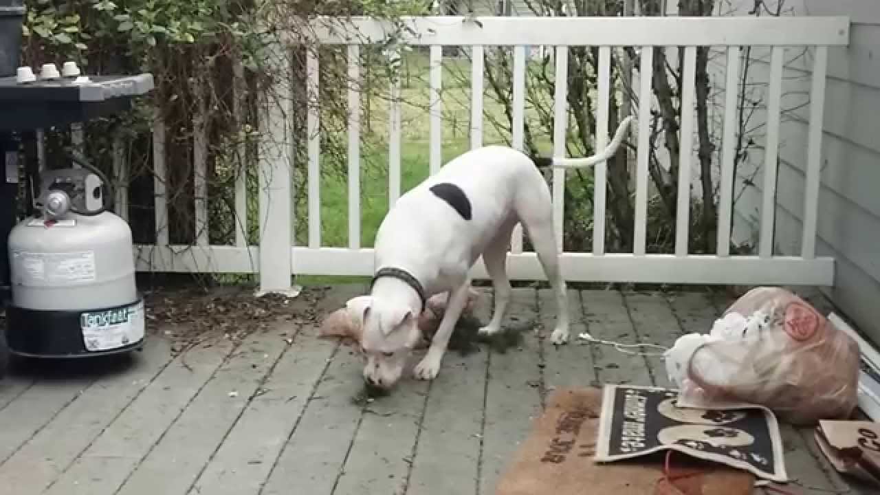 zombocombo