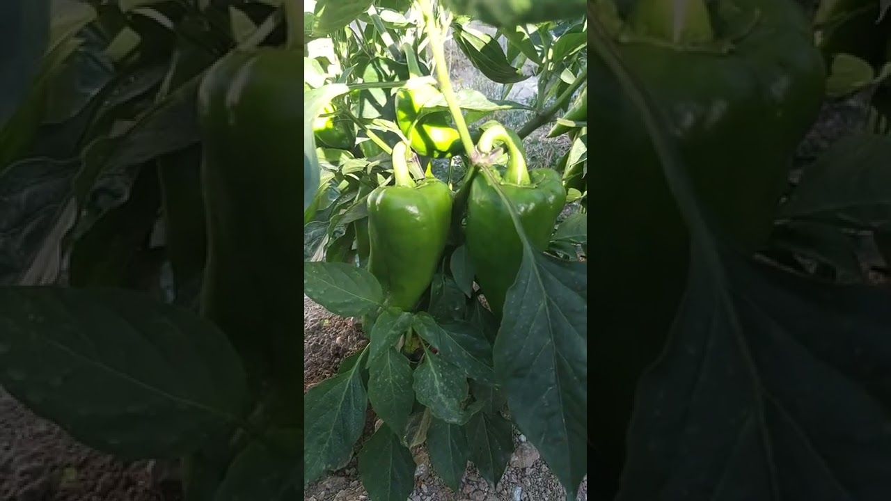 Hümik asit,enzim ve melas karışımı bomba gibi bir bitki kürü hazırladık.