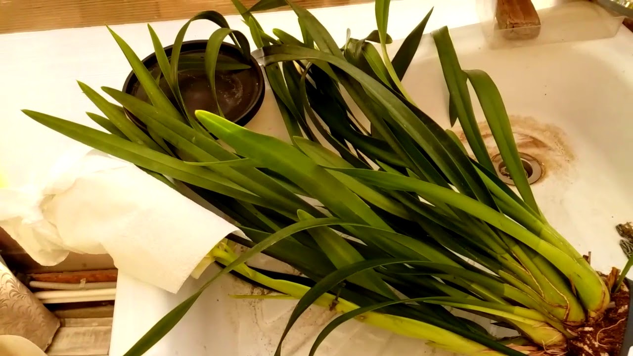 Cymbidium. Цимбидиум после покупки. Шаг второй, обработка от вредителей