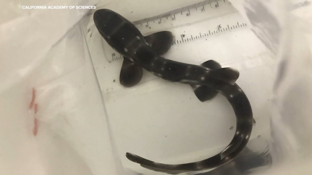 How SF's Academy of Sciences is providing refuge for illegally imported animals