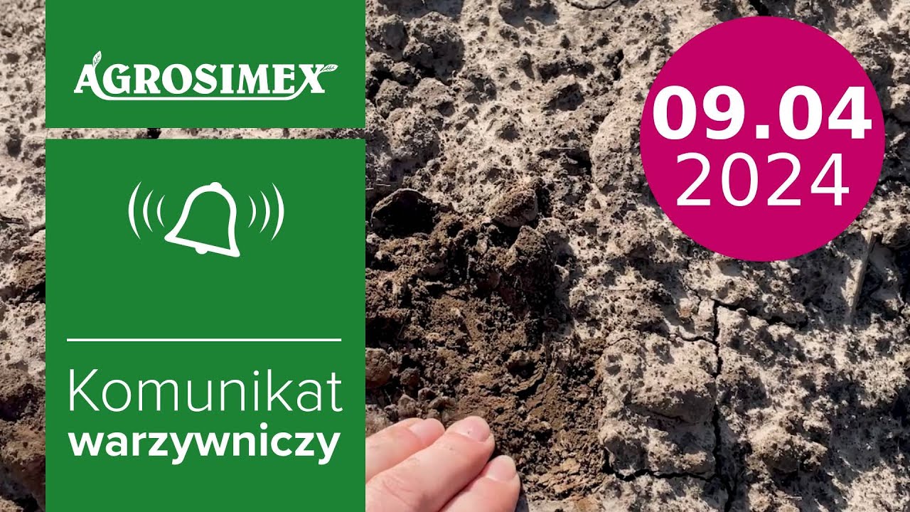 Zwalczanie uciążliwych chwastów na plantacjach ziemniaków🥔 - komunikat warzywniczy | Agrosimex