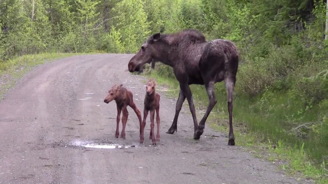 This Moose Attacks Our Truck! Moose crashes into us then chases us.