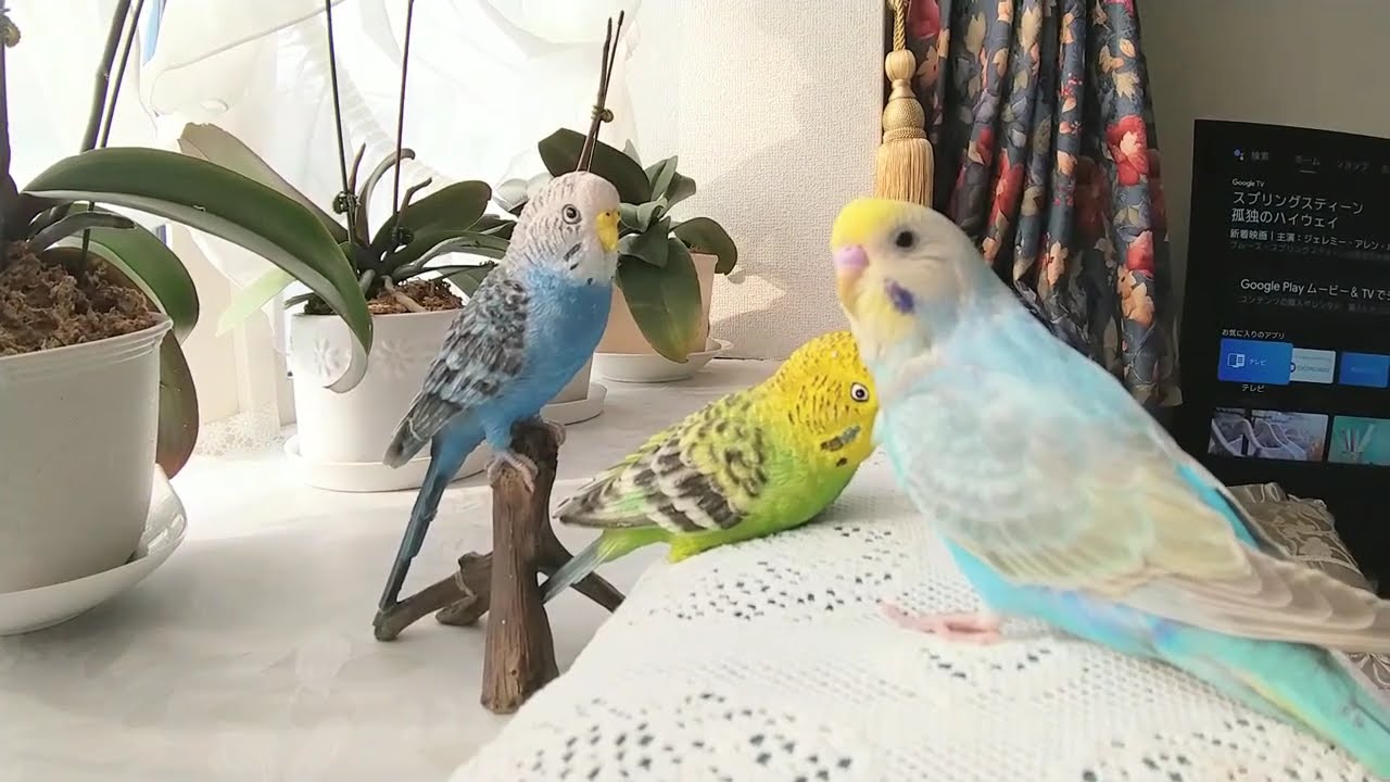 ｾｷｾｲｲﾝｺのイコロ、やんちゃ盛りです～☆