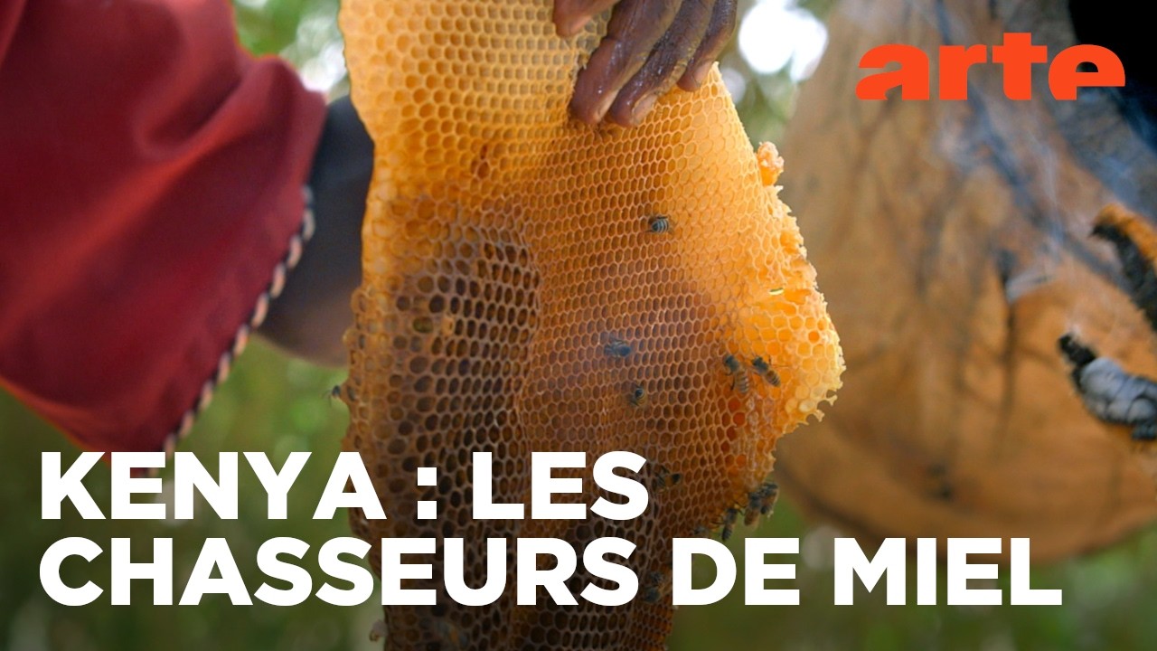 Kenya : l'abeille, les yaakus et l'oiseau | Les maîtres des abeilles | ARTE Évasion