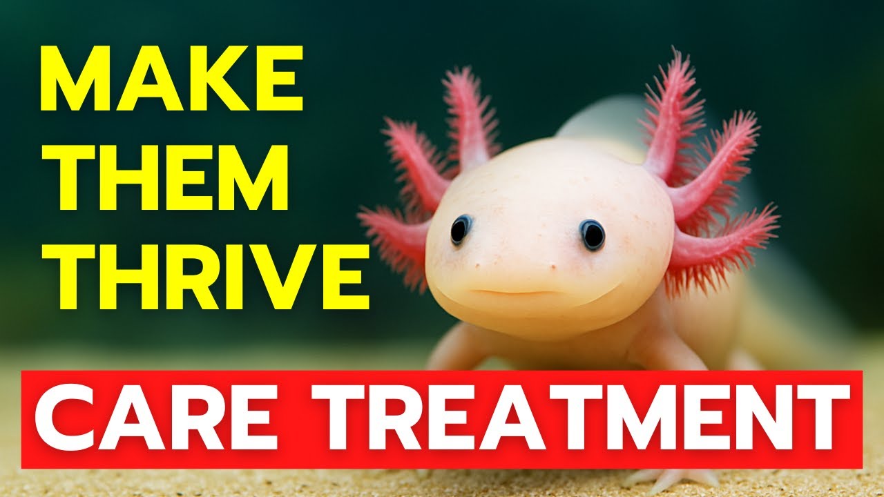 Keep Your Axolotl HAPPY And HEALTHY | Complete CARE GUIDE