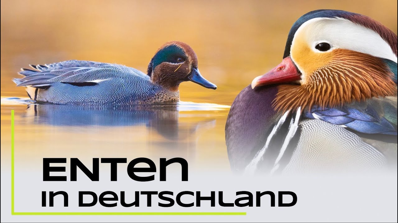 Alle Entenarten Deutschlands - erkennen und bestimmen