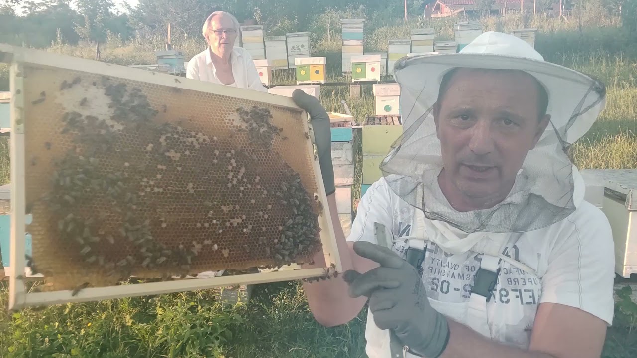 26.-30.06.2021. - Saniranje lažnih matica  - Jedan od načina