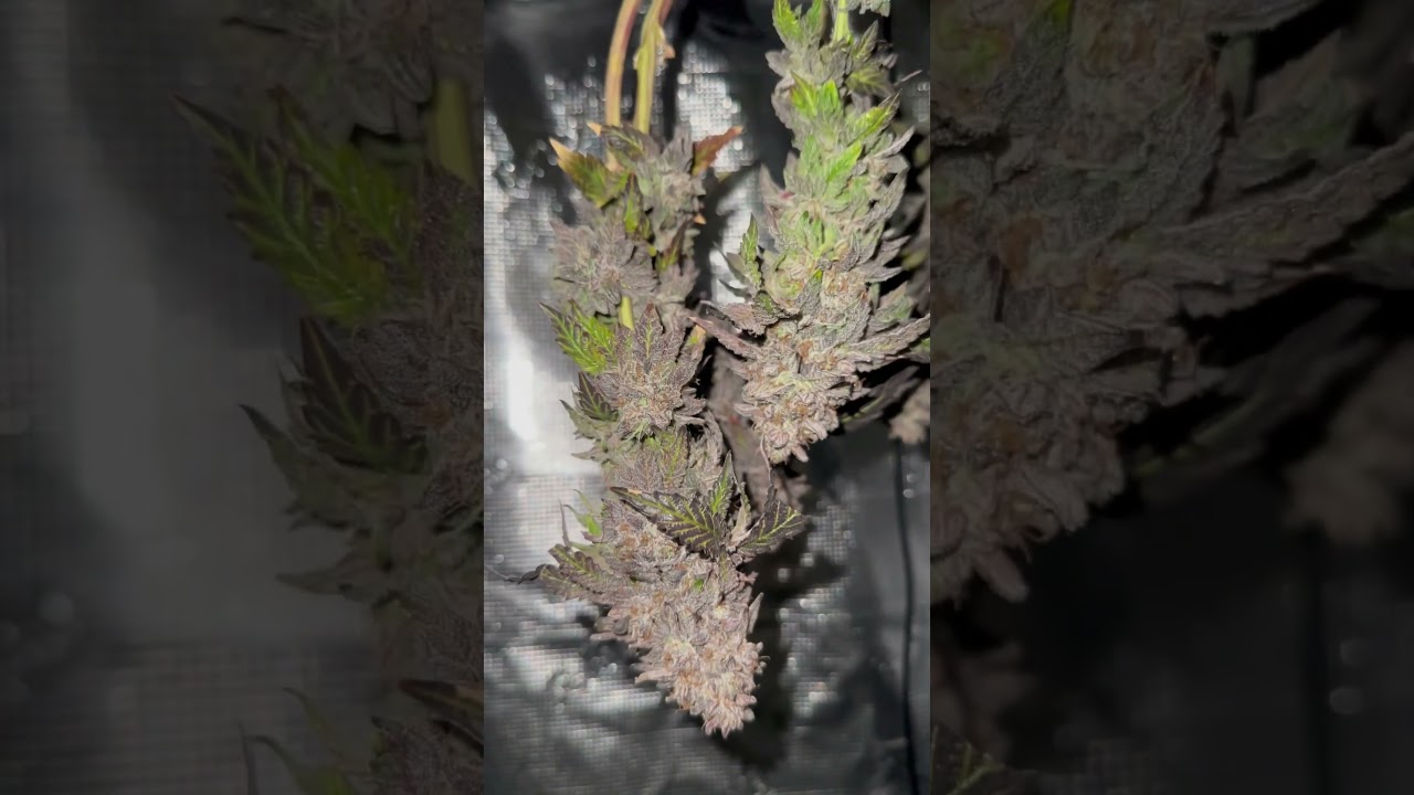 Cake Popz- Purple Caper Seeds