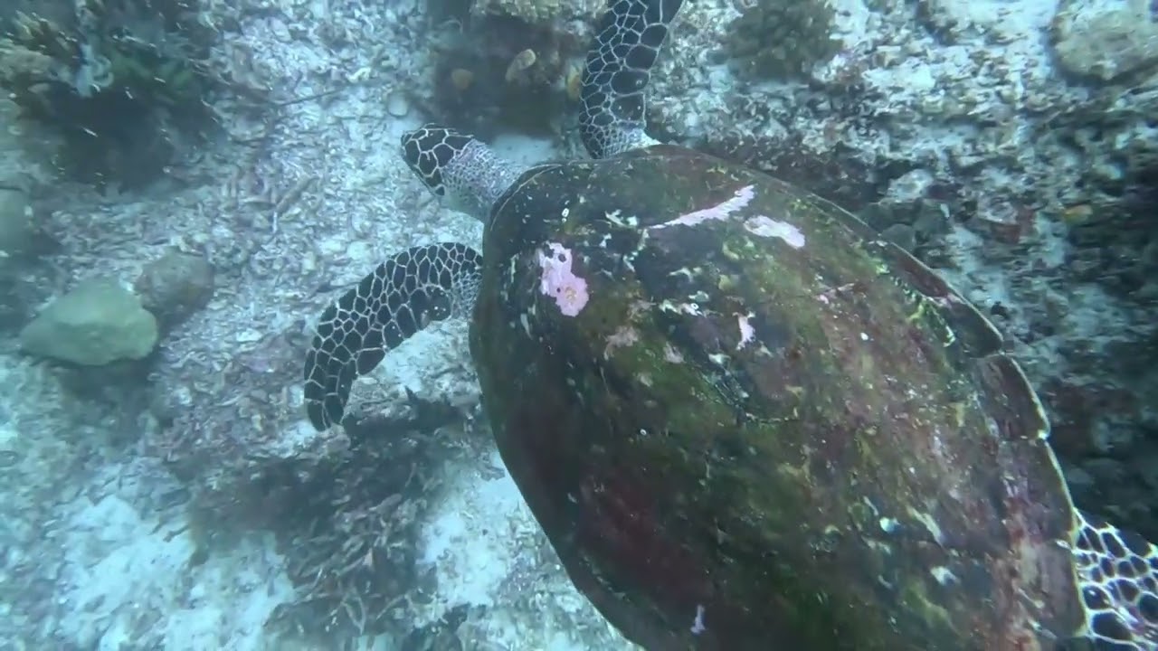 FLRB Raja Ampat Highlights