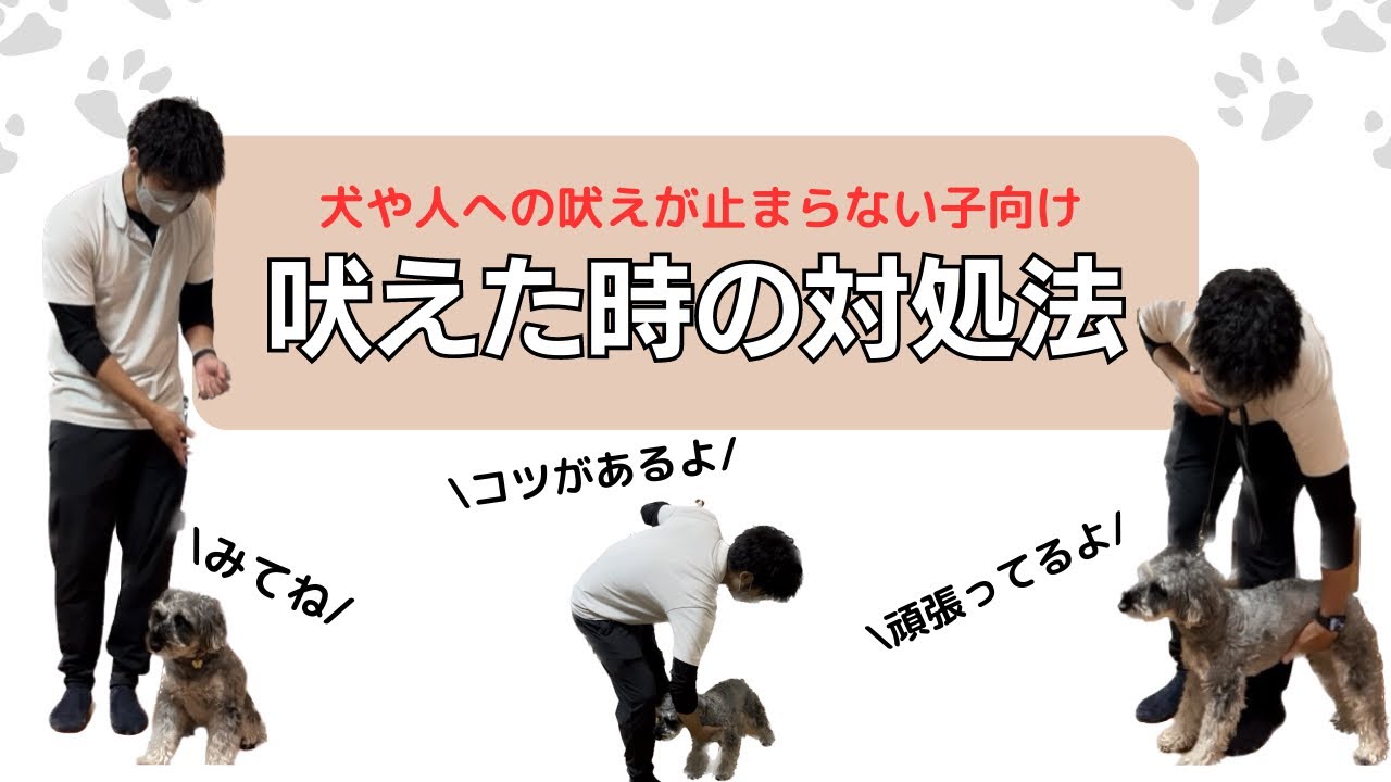 【吠え】人や犬に吠えた時の対処法