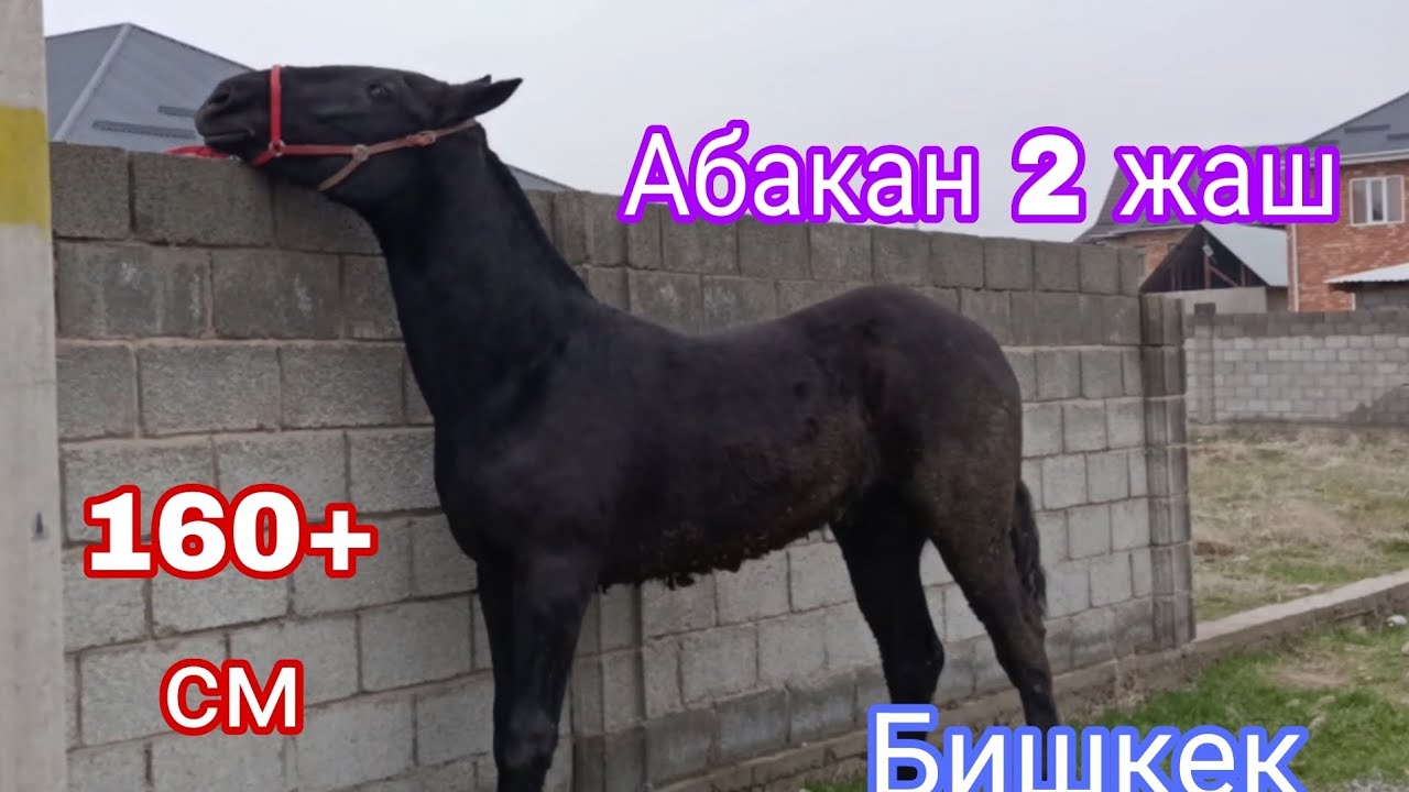 5- Март Бишкектен Баасы 280 миң 