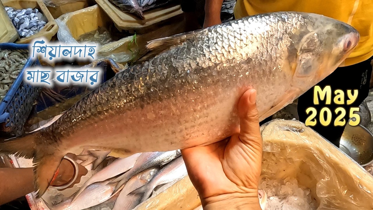 ২০২৫ সালের মে মাসে শিয়ালদহ মাছের বাজারের দাম। fish price in Kolkata |#fishmarket #fishprice