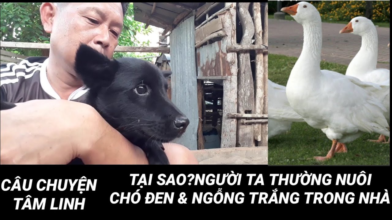 chuyện t&acirc;m linh||tại sao ? người ta thường nu&ocirc;i ch&oacute; đen & ngỗng
