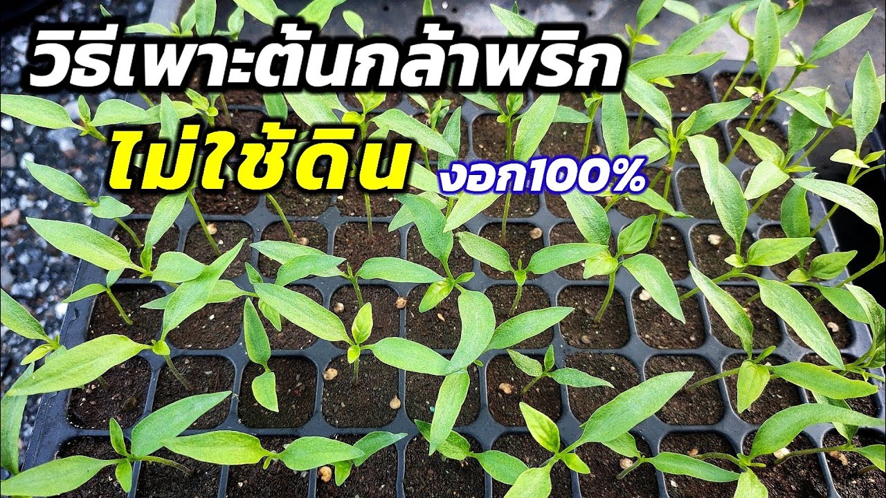 วิธีเพาะต้นกล้าพริก🌱ไม่ใช้ดิน งอก100% How to plant peppers🌶️