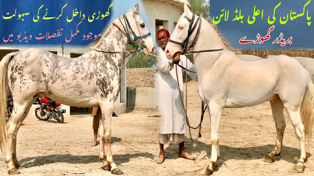Kaka Bloodline Breeder Ghoda | Zulla sial line breeder Ghoda