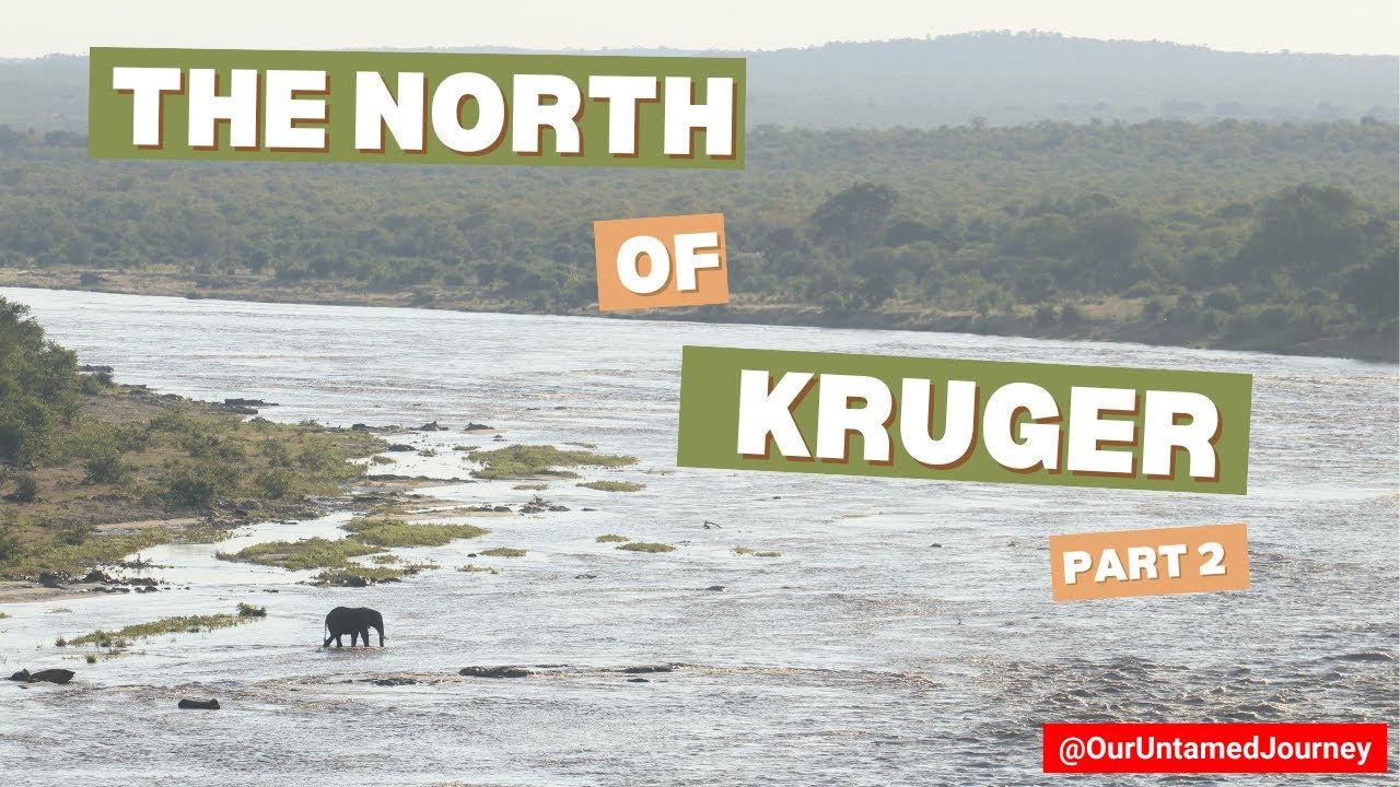 Elephant Crosses the Flooded Olifants River! 🐘