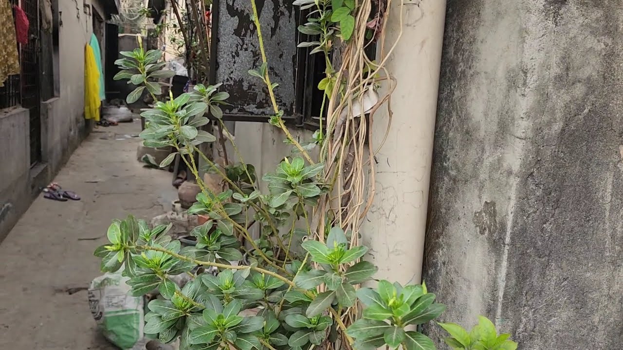 সকাল-সকাল বাজার থেকে কৈ মাছ ও শিং মাছ এনে মা রাত্রের খাবারের জন্য কি দিয়ে রান্না করলো