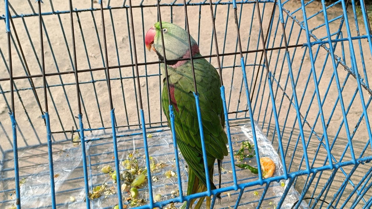Mittu parrot 🦜🦜 loveing me 