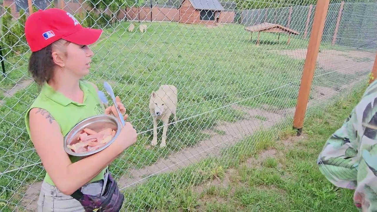 Karmienie Wilków Polarnych - Zoo Borysew 31.05.2024