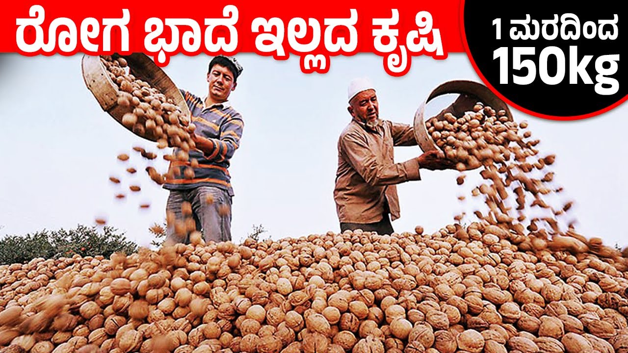 How To Start Walnut Farming? Akhrot Farming In Kannada | Walnut Cultivation Technology|ಅಕ್ರೋಟ್ ಕೃಷಿ