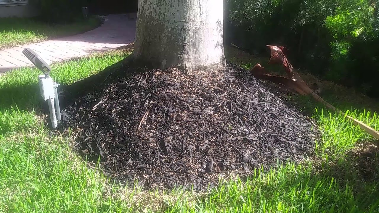 Improper Mulching Of Palm Trees Can Cause Trunk Rot