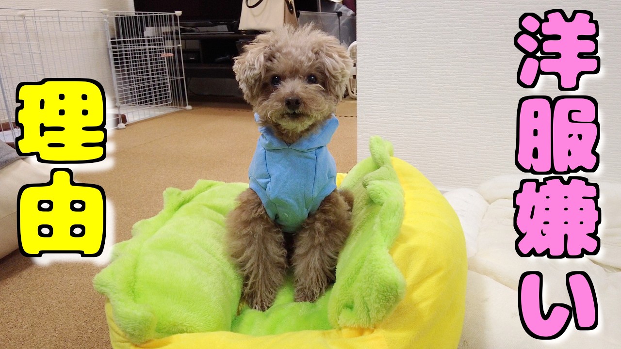 今まで話してなかった愛犬が洋服嫌いになった理由についてお話します【トイプードル】