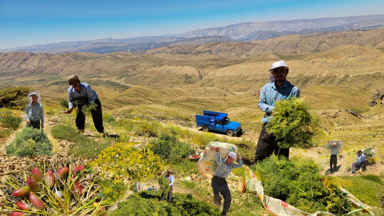 Nomadic life: Gathering grass in the remote Zagros region for shelter and covering the nomadic house