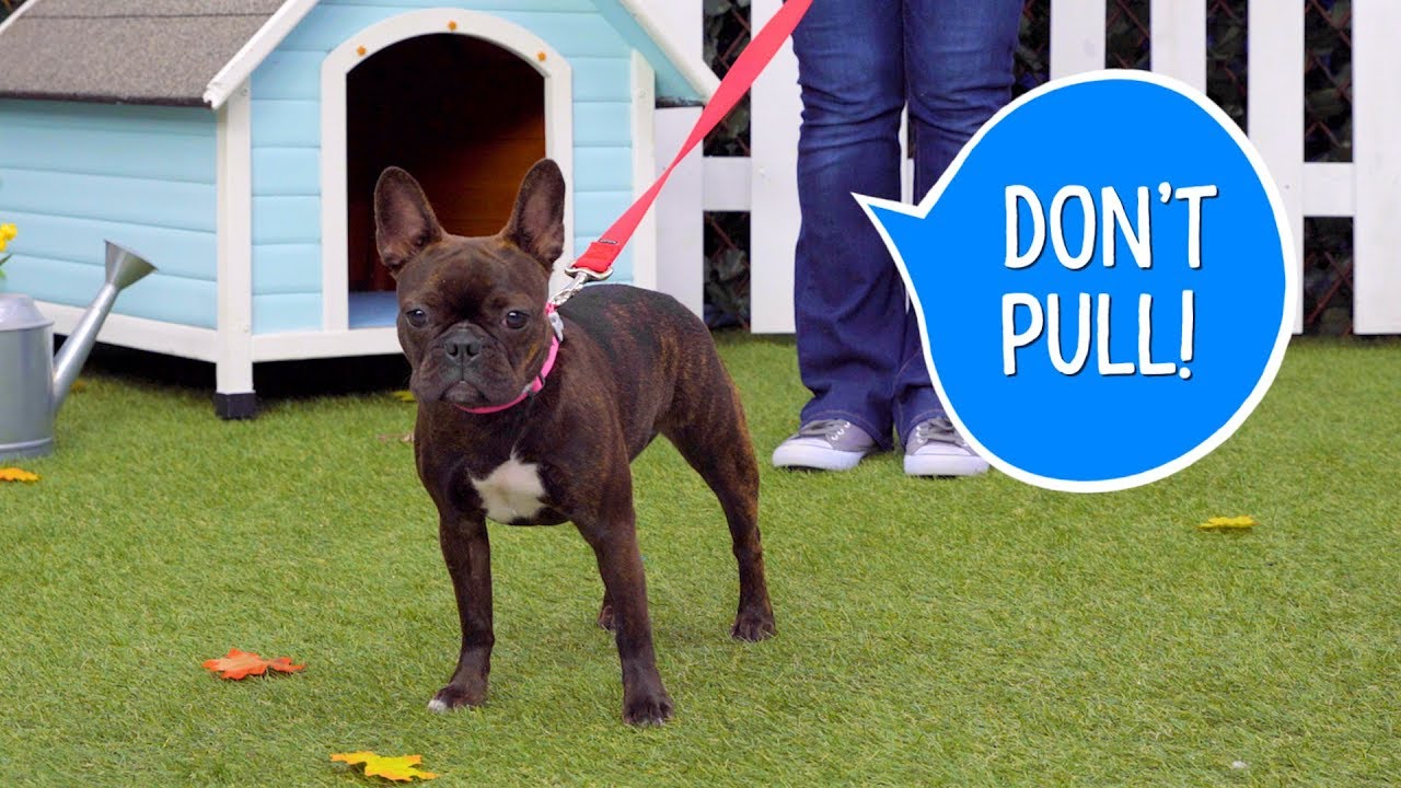 How to Teach Your Dog Not to Pull on a Leash | Chewy